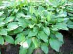Plantain lily leafy ornamentals (Hosta) Photo; green