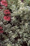 Ornamental Plants Plectostachys leafy ornamentals  Photo; silvery