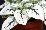 Polka dot plant, Freckle Face leafy ornamentals (Hypoestes) Photo; white
