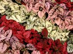 Polka dot plant, Freckle Face leafy ornamentals (Hypoestes) Photo; red