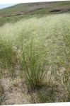 Porcupine Grass