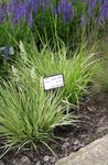 Ornamental Plants Purple moor grass cereals (Molinia caerulea) Photo; green