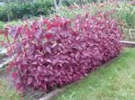 Ornamental Plants Red Orach, Mountain Spinach leafy ornamentals (Atriplex nitens) Photo; burgundy,claret