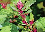 Ornamental Plants Red Orach, Mountain Spinach leafy ornamentals (Atriplex nitens) Photo; green