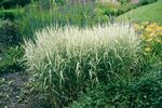 Ornamental Plants Reed Canary grass cereals (Phalaris arundinacea) Photo; multicolor