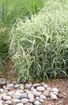 Ornamental Plants Ribbon Grass, Reed Canary Grass, Gardener's Garters cereals (Phalaroides) Photo; multicolor