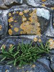 Ornamental Plants Rustyback Fern, Rusty-back Fern, Scaly Spleenwort  (Ceterach) Photo; green