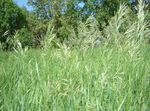 Ornamental Plants Scented holy grass, Sweetgrass, Seneca Grass, Vanilla Grass, Buffalo Grass, Zebrovka cereals (Hierochloe) Photo; light green