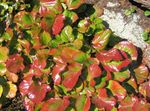 Ornamental Plants Schizocodon leafy ornamentals  Photo; multicolor