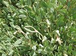 Sea ​​purslane