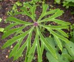 Shredded Umbrella Plant leafy ornamentals (Syneilesis aconitifolia, Cacalia aconitifolia) Photo; green