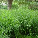Ornamental Plants Spangle grass, Wild oats, Northern Sea Oats cereals (Chasmanthium) Photo; green