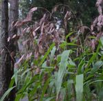 Ornamental Plants Spangle grass, Wild oats, Northern Sea Oats cereals (Chasmanthium) Photo; brown