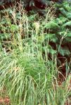 Ornamental Plants Spartina, Prairie Cord Grass cereals  Photo; light green