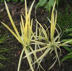 Ornamental Plants Striped Manna Grass, Reed Manna Grass aquatic plants (Glyceria) Photo; yellow