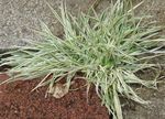 Ornamental Plants Tall Oat Grass, False Oat Grass, Orchard Grass cereals (Arrhenatherum elatius) Photo; multicolor