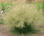 Ornamental Plants Tufted Hairgrass (Golden Hairgrass) cereals (Deschampsia caespitosa) Photo; light green