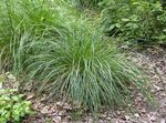 Ornamental Plants Tufted Hairgrass (Golden Hairgrass) cereals (Deschampsia caespitosa) Photo; light green