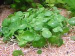 Whorled, Water Pennywort, Dollarweed, Manyflower Marsh Pennywort 