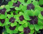 Ornamental Plants Wood Sorrel, Whitsun Flower, Green Snob, Sleeping Beauty leafy ornamentals (Oxalis) Photo; multicolor