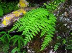 Ornamental Plants Woodsia ferns  Photo; green