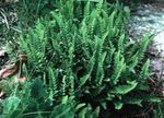 Ornamental Plants Woodsia ferns  Photo; green