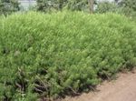 Ornamental Plants Wormwood, Mugwort cereals (Artemisia) Photo; green