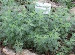 Ornamental Plants Wormwood, Mugwort cereals (Artemisia) Photo; silvery