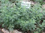 Okrasne Rastline Pelin, Mugwort žito (Artemisia) fotografija; zlato