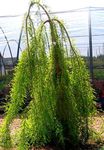 Ornamental Plants Bald Cypress (Taxodium distichum) Photo; light green