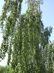 Ornamental Plants Birch (Betula) Photo; green