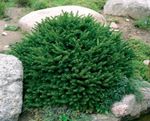 Ornamental Plants Birdsnest spruce, Norway Spruce (Picea abies) Photo; green