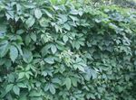 Boston ivy, Virginia Creeper, Woodbine 