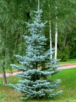 Ornamental Plants Colorado Blue Spruce (Picea pungens) Photo; light blue