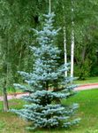 Plantas Ornamentais Colorado Abeto Vermelho Azul (Picea pungens) foto; luz azul