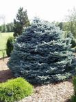Ornamental Plants Colorado Blue Spruce (Picea pungens) Photo; silvery