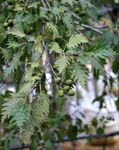 Ornamental Plants Common alder (Alnus) Photo; silvery