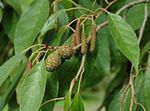 Dekoratyviniai Augalai Bendra Alksnis (Alnus) Nuotrauka; žalias