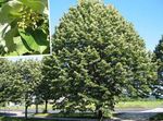 Ornamental Plants Common Lime, Linden Tree, Basswood, Lime Blossom, Silver Linden (Tilia) Photo; green
