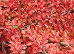 Ornamental Plants Cotoneaster horizontalis  Photo; red