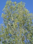 Ornamental Plants Cottonwood, Poplar (Populus) Photo; light green