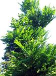 Ornamental Plants Dawn redwood (Metasequoia) Photo; green