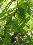 Ornamental Plants Dawn redwood (Metasequoia) Photo; green