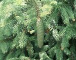 Ornamental Plants Douglas Fir, Oregon Pine, Red Fir, Yellow Fir, False Spruce (Pseudotsuga) Photo; light blue