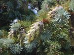 Ornamental Plants Douglas Fir, Oregon Pine, Red Fir, Yellow Fir, False Spruce (Pseudotsuga) Photo; silvery