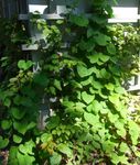 Ornamental Plants Dutchman's Pipe (Broadleafed Birthwort) (Aristolochia macrophylla) Photo; green