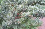 English yew, Canadian Yew, Ground Hemlock 