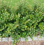 Ornamental Plants Hedge Cotoneaster, European Cotoneaster  Photo; green