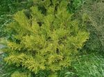 Hiba, False Arborvitae, Japanese Elkhorn Cypress Photo and characteristics