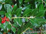 Ornamental Plants Holly, Black alder, American holly (Ilex) Photo; green